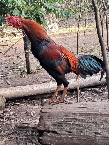 Galo Índio 