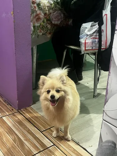 Lulu da Pomerania | Spitz Alemão 