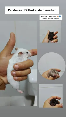 Vende-se Hamster