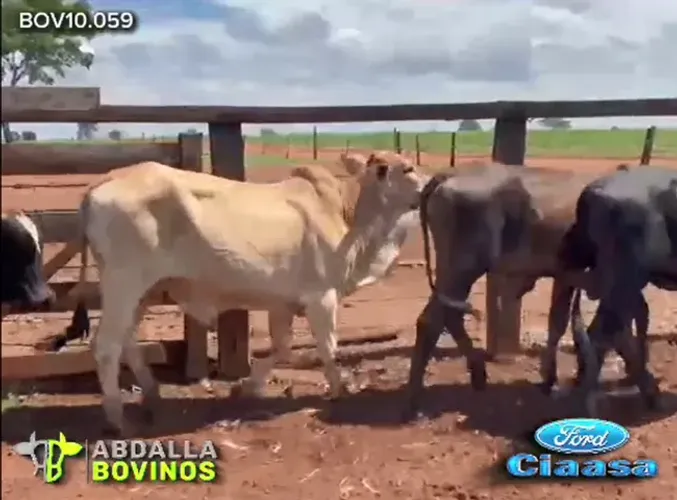 BOV10.059 - 50 BOIS PARA CONFINAMENTO - 12,5@ - QUIRINÓPOLIS - GO