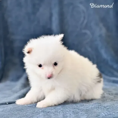 Spitz Alemão tipo ursinho - super desejado
