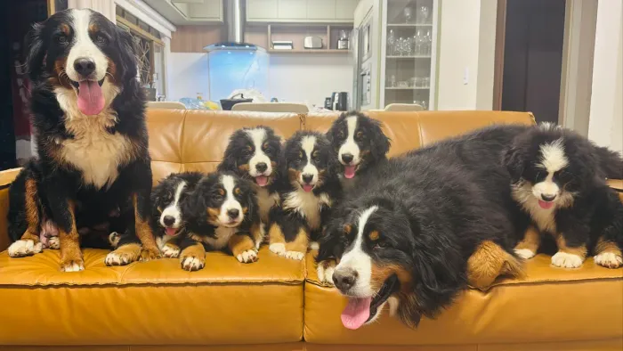 Filhotes de Bernese Mountain (Boiadeiro Bernês)