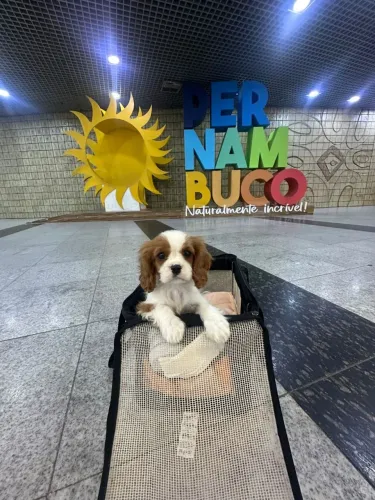 Cavalier King Charles Spaniel - Filhote Fêmea