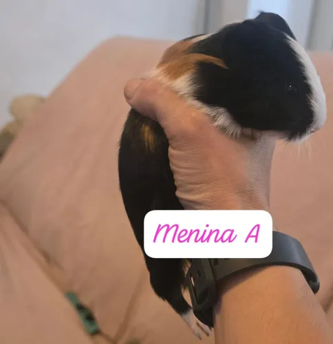 Porquinho da Índia