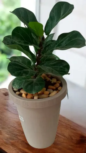 Ficus Lyrata Bambino - A Queridinha do Momento