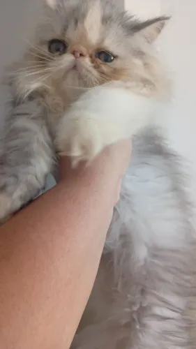 Gata disponível