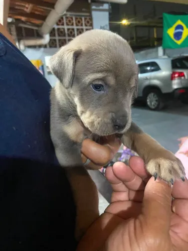 Filhote de cachorro 