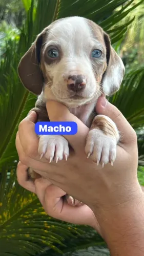 Teckel Dachshund Perfeito Para Companhia