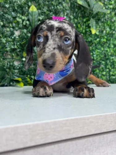 dachshund pelo curto
