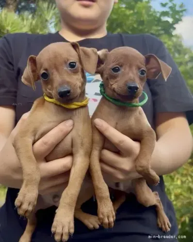 Bebezinho linhagem selecionada Pinscher/Pincher/Pinsher/Pintier