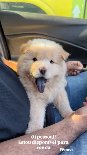 Chow chow fêmea 
