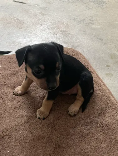 Vendo Pinscher 