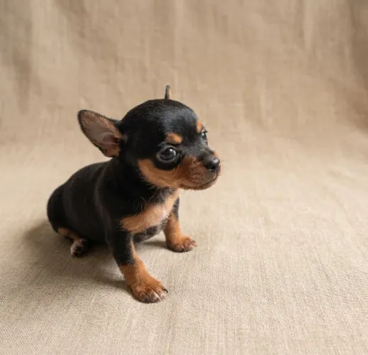 Lindo filhote de pinscher machinho