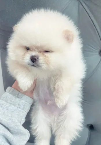 Cachorro Lulu da Pomerania, super promocao fim de JULHO