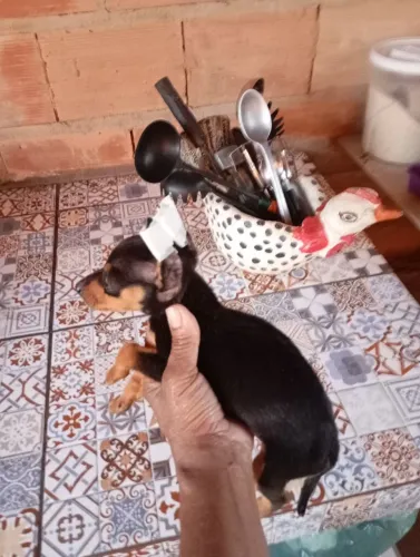 Filhote macho ?