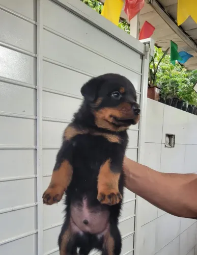 Filhotes de Rottweiler puro