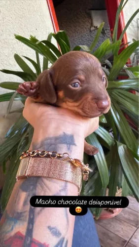 Dachshund macho