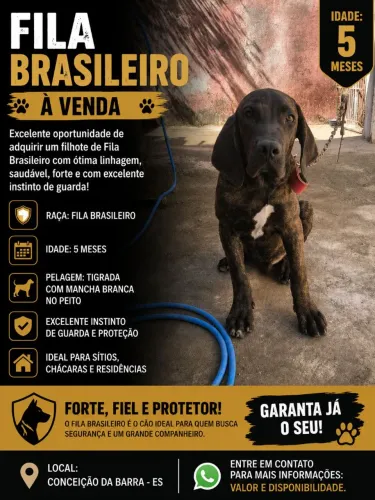 Filhote de fila brasileiro 