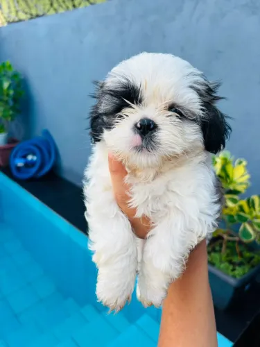 Vende-se shih tzu