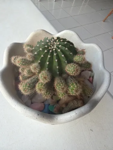 Vaso de planta com Muni cacto raro