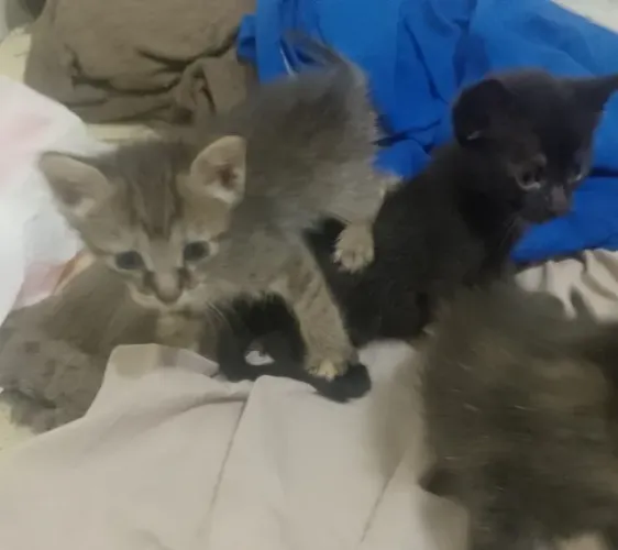 Gatinhos para adoção