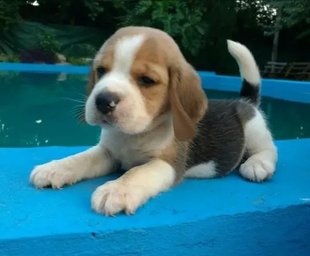 Beagle super brincalhões e ativos