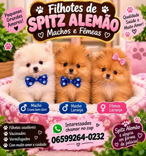 Spitz alemao filhotes