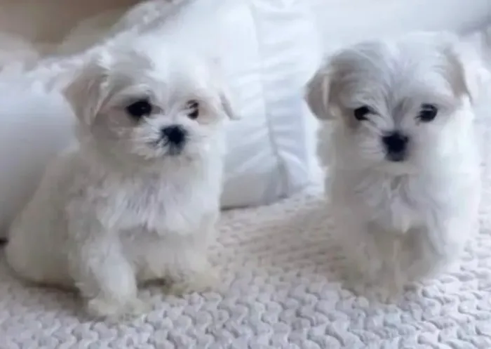 Lindos filhotes de maltês