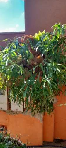 Planta Chifre de Veado