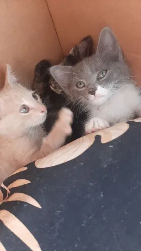 Gatinhos