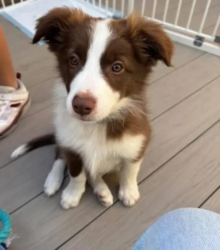Filhotes de Border Collie | Um cachorro para chamar de especial.