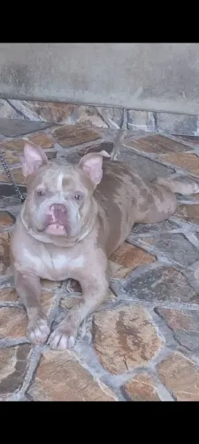 American Bully 