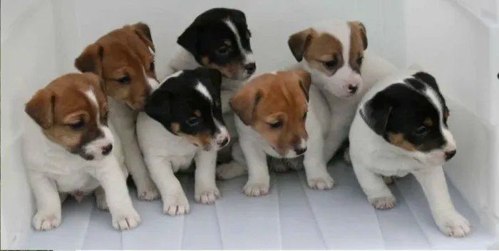 JACK RUSSEL