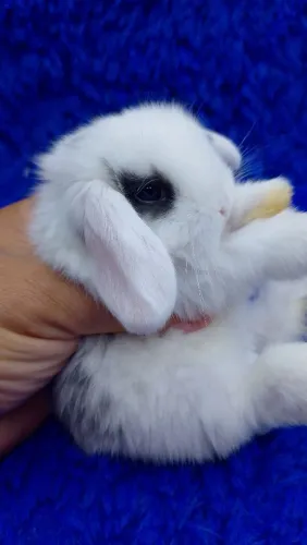 Mini coelho bicolor