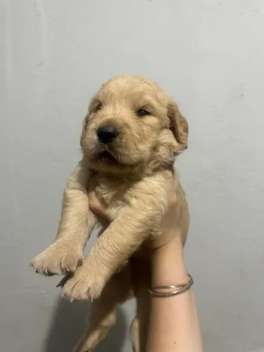 Golden retriever com pedigree