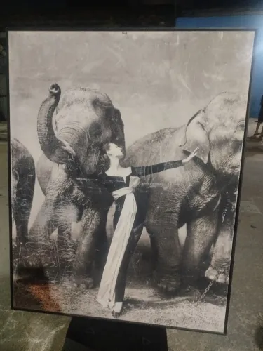 Quadro dovima with elephants