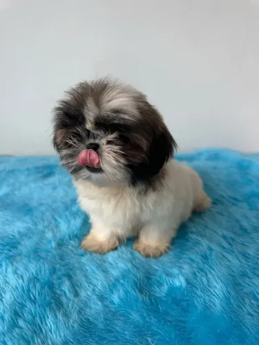 Shih tzu filhotes