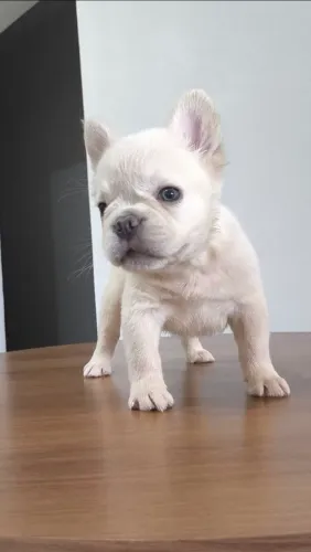 Bulldog francês