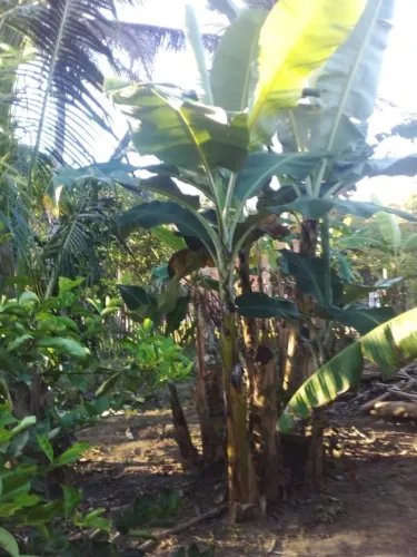 Vendo Mine Sítio em Pojuca (Estrada para Araçás)
