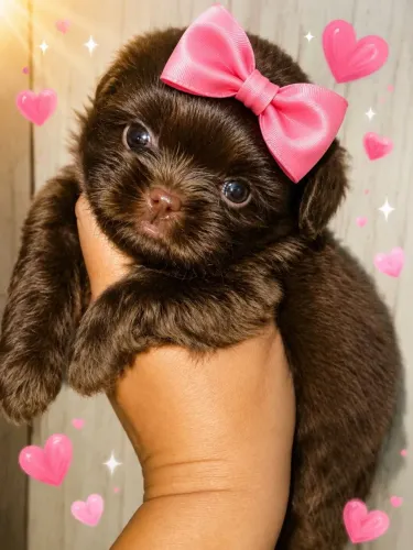 Shih tzu femea chocolate 