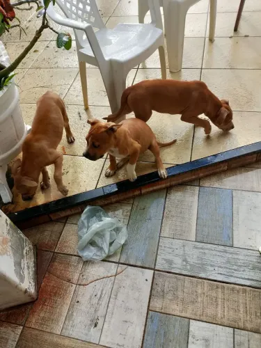 Animais de estimação