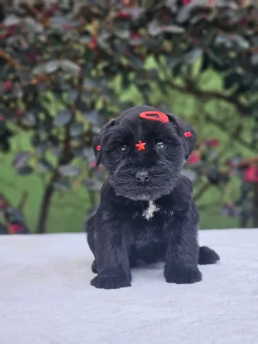 Schnauzer Miniatura | @canil.alesnewworld