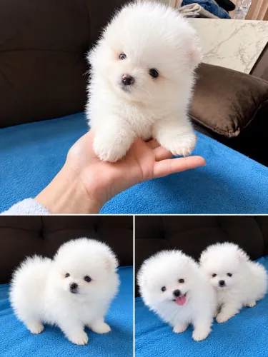 Lulu da pomerânia (anão)
