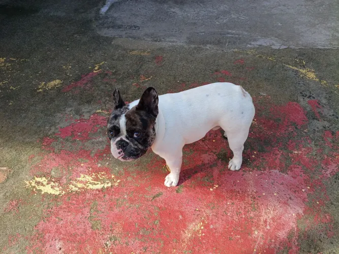 Buudog francês