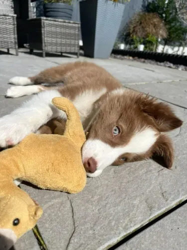 Border collie para familia 