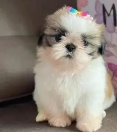 Shih tzu O parceiro ideal para aventuras e momentos em família