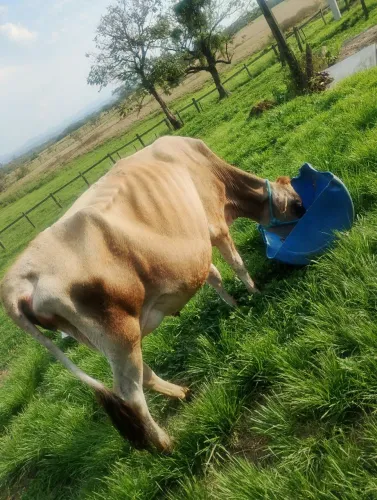 Vaca Jersey