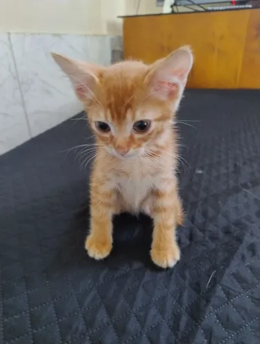 Gatos para adoção ? lindos, Saudáveis e tranquilos.