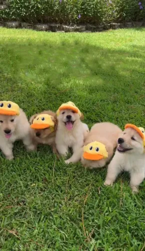 Filhote Golden Retriever, Encha sua vida de alegria com um novo amiguinho peludo!