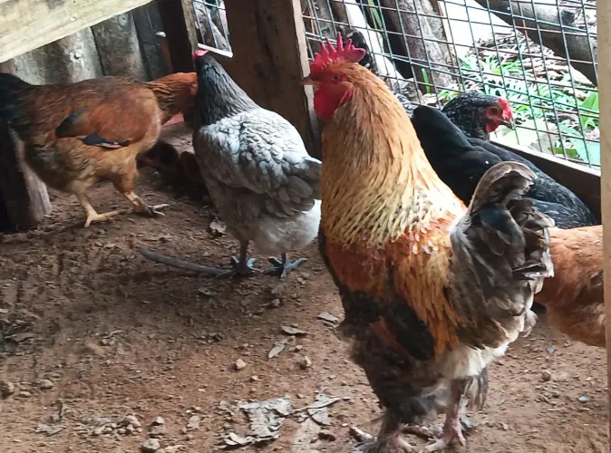 Lotes de galos e galinhas , Índio, caipiras, e frisados